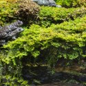 Terrario Shadow Forest Moss - mech naturalny 35x28cm Terrario