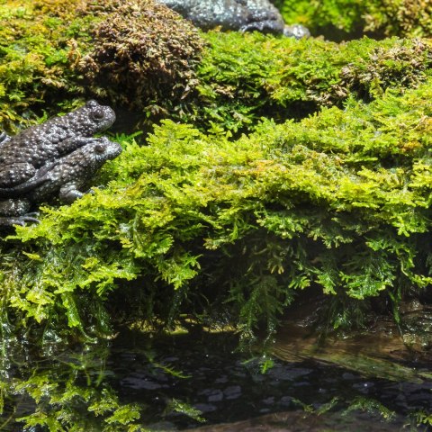 Terrario Shadow Forest Moss - mech naturalny 35x28cm Terrario Terrario Shadow Forest Moss - mech naturalny 35x28cm Terrario