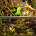 Terrario Shadow Forest Moss - mech naturalny 35x28cm Terrario