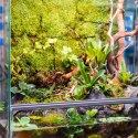 Terrario Shadow Forest Moss - mech naturalny 35x28cm Terrario