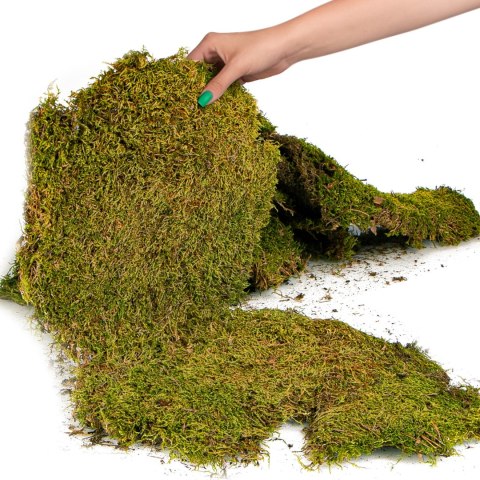 Terrario Shadow Forest Moss - mech naturalny 35x28cm Terrario Terrario Shadow Forest Moss - mech naturalny 35x28cm Terrario