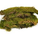 Terrario Shadow Forest Moss - mech naturalny 35x28cm Terrario