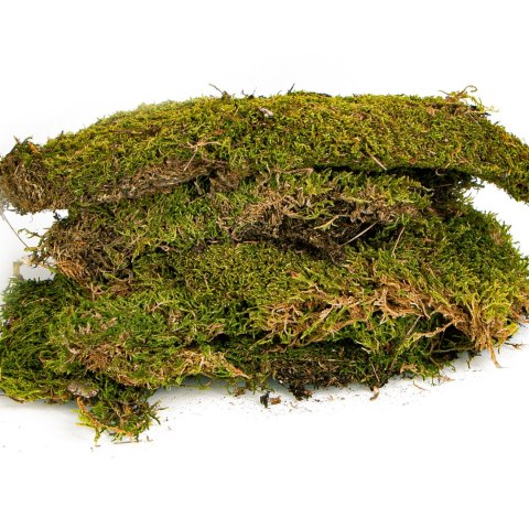 Terrario Shadow Forest Moss - mech naturalny 35x28cm Terrario Terrario Shadow Forest Moss - mech naturalny 35x28cm Terrario