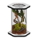 Terrario Spiders Tube Tall100 - terrarium akrylowe Terrario