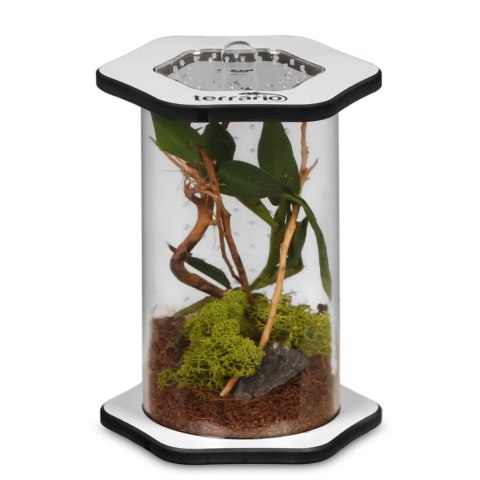 Terrario Spiders Tube Tall100 - terrarium akrylowe Terrario