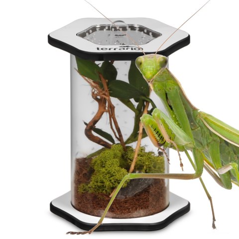 Terrario Spiders Tube Tall100 - terrarium akrylowe Terrario Terrario Spiders Tube Tall100 - terrarium akrylowe Terrario