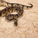 Zoomed Aspen Snake 26l - podłoże dla węży Zoomed