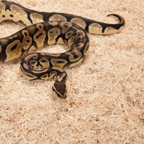 Zoomed Aspen Snake 26l - podłoże dla węży Zoomed Zoomed Aspen Snake 26l - podłoże dla węży Zoomed