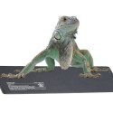 Terrario Repti-Pad PVC 40W - wodoodporna mata grzewcza Terrario