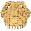 Repti-Zoo Crocodile Skull M - czaszka krokodyla Repti-Zoo