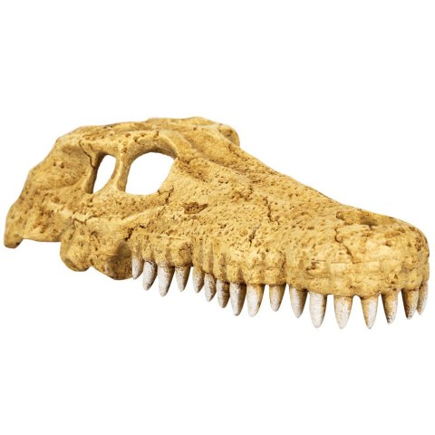 Repti-Zoo Crocodile Skull M - czaszka krokodyla Repti-Zoo Repti-Zoo Crocodile Skull M - czaszka krokodyla Repti-Zoo