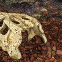 Repti-Zoo Crocodile Skull M - czaszka krokodyla Repti-Zoo