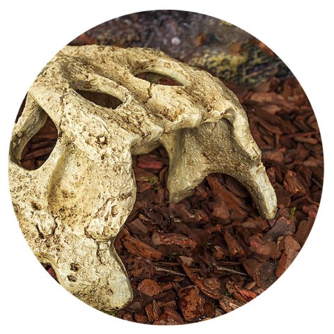 Repti-Zoo Crocodile Skull M - czaszka krokodyla Repti-Zoo Repti-Zoo Crocodile Skull M - czaszka krokodyla Repti-Zoo