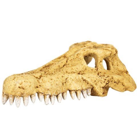 Repti-Zoo Crocodile Skull S - czaszka krokodyla Repti-Zoo Repti-Zoo Crocodile Skull S - czaszka krokodyla Repti-Zoo