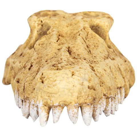 Repti-Zoo Crocodile Skull S - czaszka krokodyla Repti-Zoo Repti-Zoo Crocodile Skull S - czaszka krokodyla Repti-Zoo
