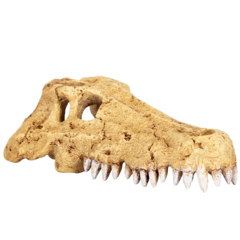 Repti-Zoo Crocodile Skull S - czaszka krokodyla Repti-Zoo Repti-Zoo Crocodile Skull S - czaszka krokodyla Repti-Zoo