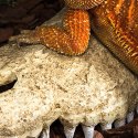 Repti-Zoo Crocodile Skull S - czaszka krokodyla Repti-Zoo