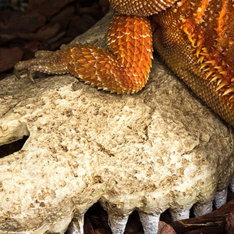 Repti-Zoo Crocodile Skull S - czaszka krokodyla Repti-Zoo Repti-Zoo Crocodile Skull S - czaszka krokodyla Repti-Zoo