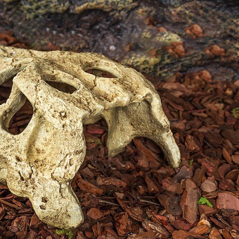 Repti-Zoo Crocodile Skull S - czaszka krokodyla Repti-Zoo Repti-Zoo Crocodile Skull S - czaszka krokodyla Repti-Zoo