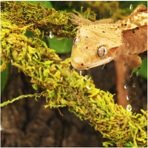 Repti-Zoo Liana z naturalnym mchem 1,5cm x 2m Repti-Zoo Repti-Zoo Liana z naturalnym mchem 1,5cm x 2m Repti-Zoo