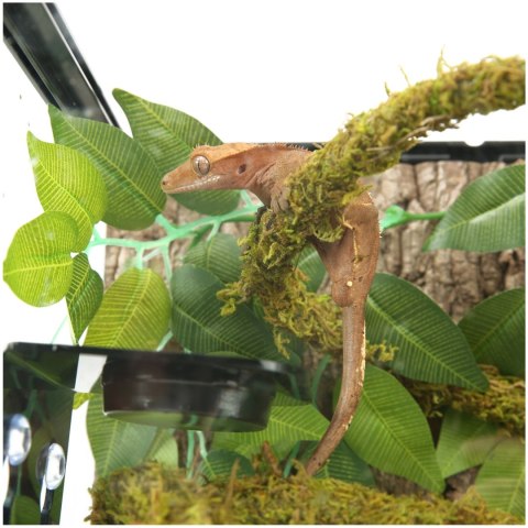 Repti-Zoo Liana z naturalnym mchem 2cm x 2m Repti-Zoo Repti-Zoo Liana z naturalnym mchem 2cm x 2m Repti-Zoo