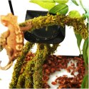 Repti-Zoo Liana z naturalnym mchem 2cm x 2m Repti-Zoo Repti-Zoo Liana z naturalnym mchem 2cm x 2m Repti-Zoo