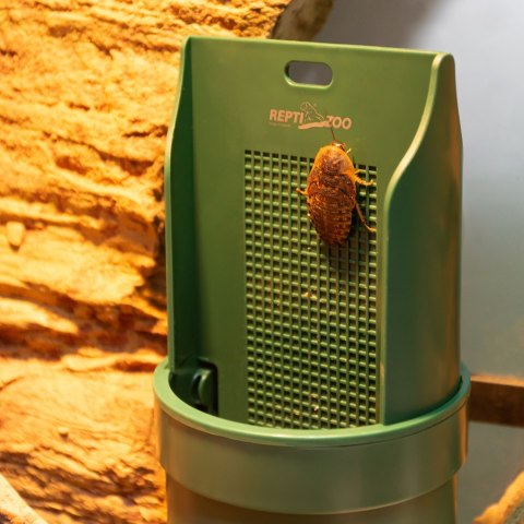 Repti-Zoo Live Feeding Dish - wiszący karmnik dla gadów z przyssawką Repti-Zoo Repti-Zoo Live Feeding Dish - wiszący karmnik dla gadów z przyssawką Repti-Zoo