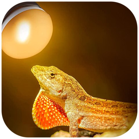 Repti-Zoo Mini Daylight Spot NANO 25W - żarówka grzewcza 2 sztuki Repti-Zoo Repti-Zoo Mini Daylight Spot NANO 25W - żarówka grzewcza 2 sztuki Repti-Zoo