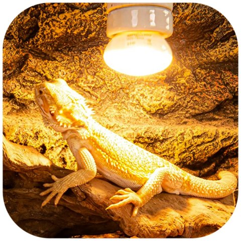 Repti-Zoo Mini Daylight Spot NANO 25W - żarówka grzewcza 2 sztuki Repti-Zoo Repti-Zoo Mini Daylight Spot NANO 25W - żarówka grzewcza 2 sztuki Repti-Zoo