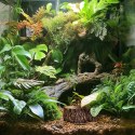 Terrario Bark Bowl - Miska do Terrarium 10x7,5x4 cm Terrario