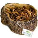 Terrario Bark Bowl - Miska do Terrarium 10x7,5x4 cm Terrario