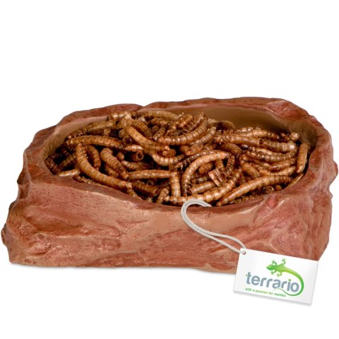 Terrario Natural Bowl M - Miska do Terrarium 11,5x9x3 cm Terrario Terrario Natural Bowl M - Miska do Terrarium 11,5x9x3 cm Terrario