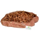 Terrario Natural Bowl - Miska do Terrarium 20x17x3 cm Terrario