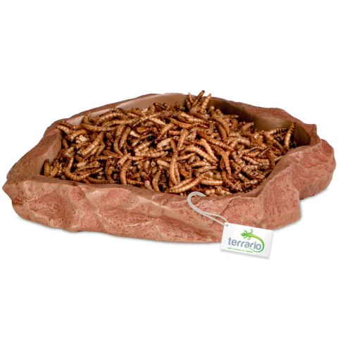 Terrario Natural Bowl - Miska do Terrarium 20x17x3 cm Terrario Terrario Natural Bowl - Miska do Terrarium 20x17x3 cm Terrario