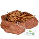 Terrario Natural Bowl S - Miska do Terrarium 8x7x2,5 cm Terrario