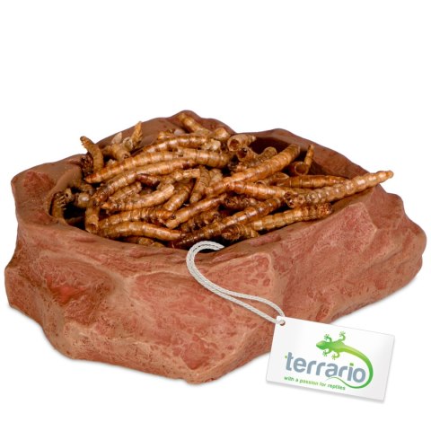 Terrario Natural Bowl S - Miska do Terrarium 8x7x2,5 cm Terrario Terrario Natural Bowl S - Miska do Terrarium 8x7x2,5 cm Terrario