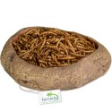 Terrario Rock Oasis L - Miska do Terrarium 17x15x4,5 cm Terrario