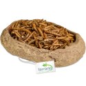 Terrario Rock Oasis M - Miska do Terrarium 14,5x11,5x3,5 cm Terrario
