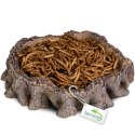 Terrario Root Bowl - Miska do Terrarium 16x16x4 cm Terrario