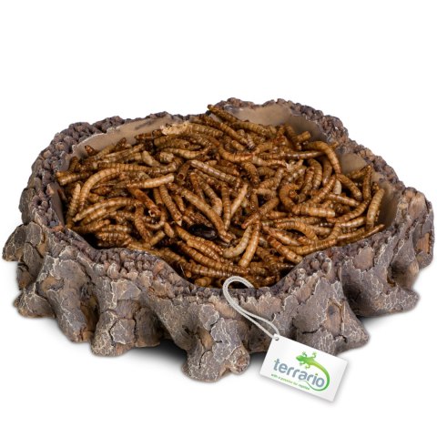 Terrario Root Bowl - Miska do Terrarium 16x16x4 cm Terrario Terrario Root Bowl - Miska do Terrarium 16x16x4 cm Terrario