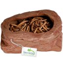 Terrario SplitRock Smart Bowl - miska do karmienia żywym pokarmem 11x9x4 cm Terrario