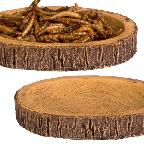 Terrario Tree Ring Bowl S - Miska do Terrarium 9,5x7,5x1 cm Terrario Terrario Tree Ring Bowl S - Miska do Terrarium 9,5x7,5x1 cm Terrario