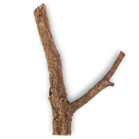 Drzewko z Dębu korkowego 30cm Tropical Forest Drzewko z Dębu korkowego 30cm Tropical Forest