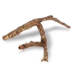 Drzewko z Dębu korkowego 40cm Tropical Forest