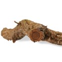 Drzewko z Dębu korkowego 40cm Tropical Forest