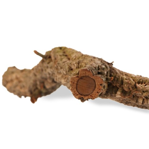 Drzewko z Dębu korkowego 60cm Tropical Forest Drzewko z Dębu korkowego 60cm Tropical Forest