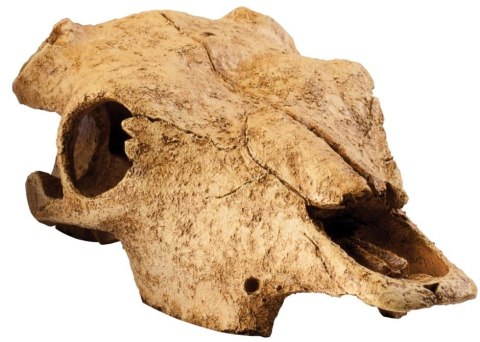 EXO TERRA Buffalo Skull (czaszka bawoła) Exo terra EXO TERRA Buffalo Skull (czaszka bawoła) Exo terra