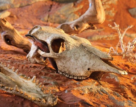EXO TERRA Buffalo Skull (czaszka bawoła) Exo terra EXO TERRA Buffalo Skull (czaszka bawoła) Exo terra