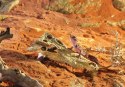 EXO TERRA Crocodile Skull (czaszka krokodyla) Exo terra