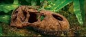EXO TERRA T-Rex skull (czaszka dinozaura) Exo terra